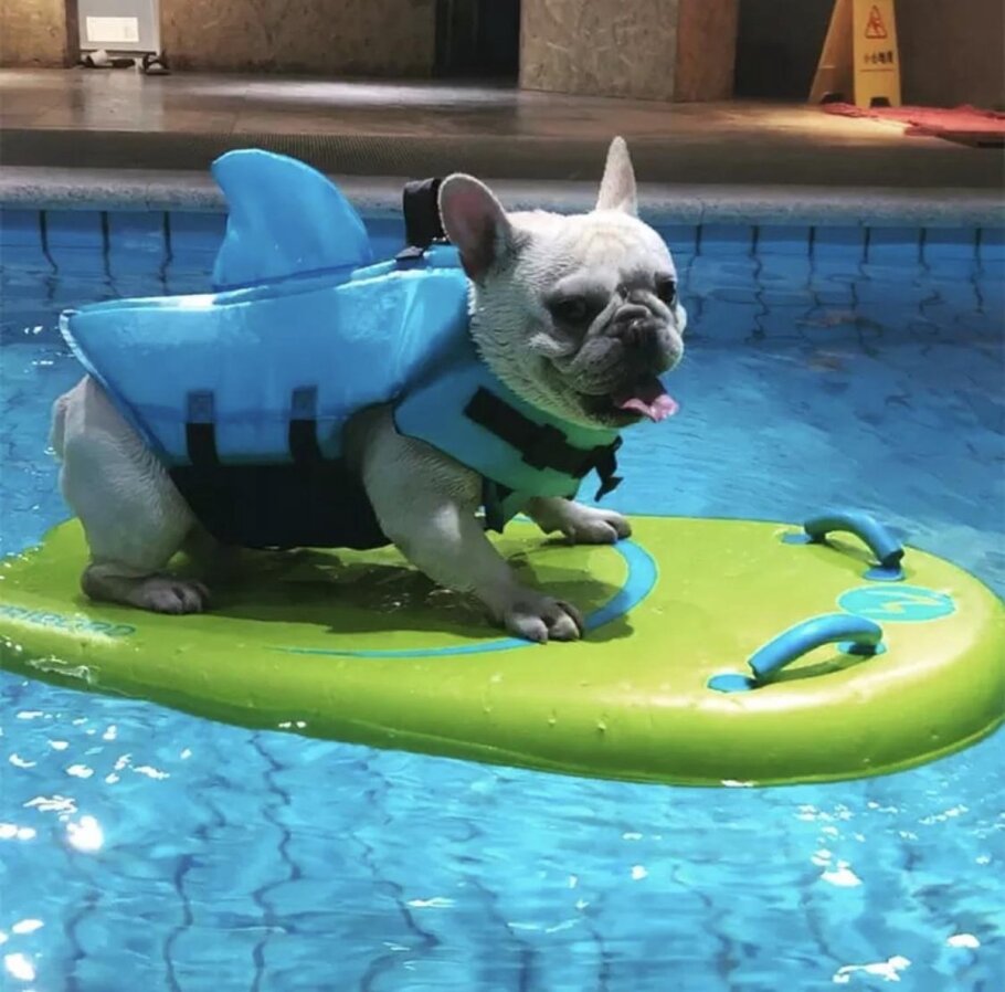 🐾 L'été de votre chien commence ici : fun, fraîcheur et sécurité au programme !